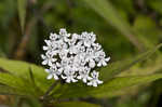 Swamp milkweed